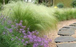 Pony Tails Mexican Feather Grass - Stipa Tennuissima - 6 Pack Of 1 Gallon Pots -Green Haven Sales stipa tenuissima ponytails mexican feather grass 105 1