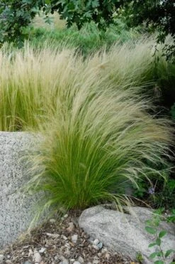Pony Tails Mexican Feather Grass (Stipa Tennuissima) - 5 Pack Of Quart Pots -Green Haven Sales stipa tenuissima ponytails mexican feather grass 107