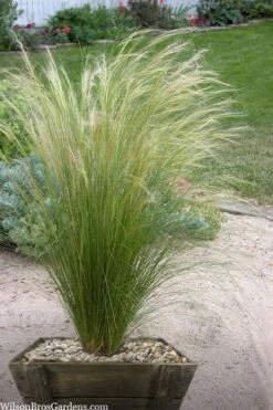Pony Tails Mexican Feather Grass (Stipa Tennuissima) - 5 Pack Of Quart Pots -Green Haven Sales stipa tenuissima ponytails mexican feather grass 111