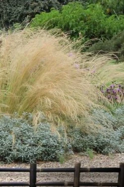 Pony Tails Mexican Feather Grass (Stipa Tennuissima) - 5 Pack Of Quart Pots -Green Haven Sales stipa tenuissima ponytails mexican feather grass 117