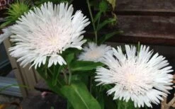 Divinity White Stokes Aster (Stokesia) - 1 Gallon Pot 11 Divinity White Stokes Aster (Stokesia) - 1 Gallon Pot -Green Haven Sales stokesia laevis divinity 1