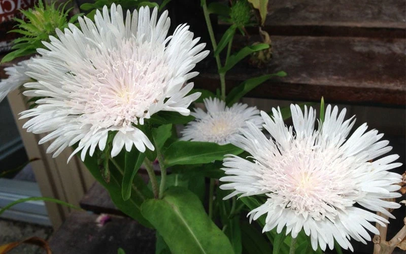 Divinity White Stokes Aster (Stokesia) - 1 Gallon Pot 6 Divinity White Stokes Aster (Stokesia) - 1 Gallon Pot - Image 6