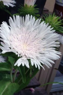 Divinity White Stokes Aster (Stokesia) - 1 Gallon Pot