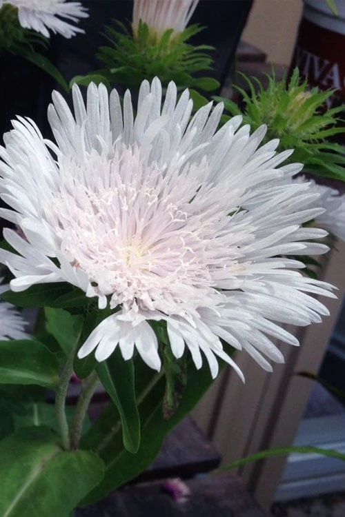 Divinity White Stokes Aster (Stokesia) - 1 Gallon Pot 1 Divinity White Stokes Aster (Stokesia) - 1 Gallon Pot