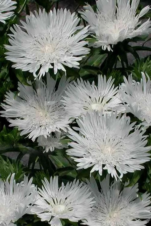 Divinity White Stokes Aster (Stokesia) - 1 Gallon Pot 4 Divinity White Stokes Aster (Stokesia) - 1 Gallon Pot - Image 4