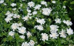 Divinity White Stokes Aster (Stokesia) - 1 Gallon Pot 10 Divinity White Stokes Aster (Stokesia) - 1 Gallon Pot -Green Haven Sales stokesia laevis divinity stokes aster 6