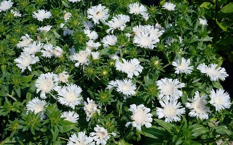 Divinity White Stokes Aster (Stokesia) - 1 Gallon Pot 5 Divinity White Stokes Aster (Stokesia) - 1 Gallon Pot - Image 5