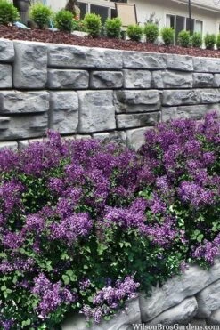 Bloomerang Dark Purple Lilac - 3 Gallon Pot -Green Haven Sales syringa bloomerang dark purple lilac 22