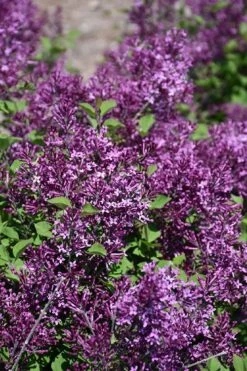 Bloomerang Dark Purple Lilac - 3 Gallon Pot -Green Haven Sales syringa bloomerang dark purple lilac 23