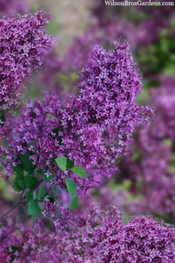 Bloomerang Dark Purple Lilac - 3 Gallon Pot