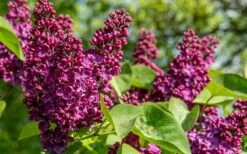 Ludwig Spaeth French Lilac (Syringa) - 1 Gallon Pot -Green Haven Sales syringa vulgaris ludwig spaeth lilac 4