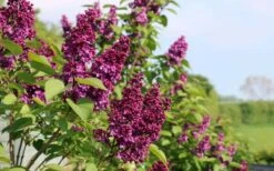 Ludwig Spaeth French Lilac (Syringa) - 1 Gallon Pot -Green Haven Sales syringa vulgaris ludwig spaeth lilac 5