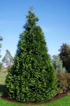 Green Giant Arborvitae - 7 Gallon Pot (3-4')