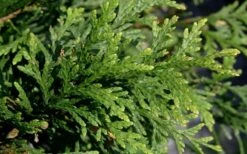 Green Giant Arborvitae - 7 Gallon Pot (3-4') -Green Haven Sales thuja green giant arborvitae 102