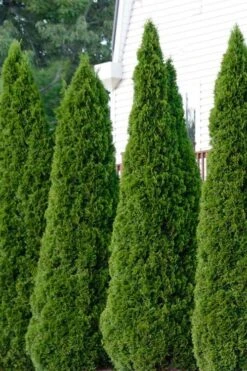 Emerald Green Arborvitae - 3 Gallon Pot -Green Haven Sales thuja occidentalis emerald green arborvitae 101
