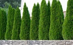 Emerald Green Arborvitae - 3 Gallon Pot -Green Haven Sales thuja occidentalis emerald green arborvitae 102 1