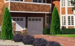 Emerald Green Arborvitae - 3 Gallon Pot -Green Haven Sales thuja occidentalis emerald green arborvitae 106 1