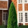 Emerald Green Arborvitae - 7 Gallon Pot (3-4')