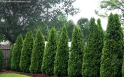 Emerald Green Arborvitae - 7 Gallon Pot (3-4') -Green Haven Sales thuja occidentalis emerald green arborvitae 109