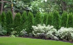 Emerald Green Arborvitae - 7 Gallon Pot (3-4') -Green Haven Sales thuja occidentalis emerald green arborvitae 110