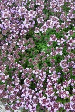 Caborn Wine & Roses Creeping Thyme - 5 Pack Of Quart Pots -Green Haven Sales thyme wine and roses 500x750 1