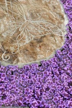 Caborn Wine & Roses Creeping Thyme - 5 Pack Of Quart Pots -Green Haven Sales thymus caborn wine and roses 2