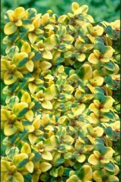 Doone Valley Thyme - 6 Pack Of Pink Pots 9 Doone Valley Thyme - 6 Pack Of Pink Pots -Green Haven Sales thymus citriodorus doone valley 2