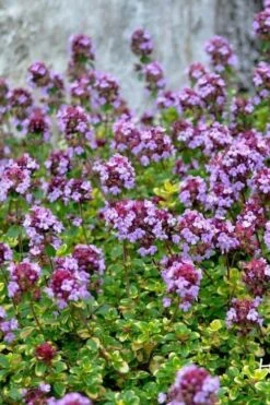 Doone Valley Thyme - 6 Pack Of Pink Pots 10 Doone Valley Thyme - 6 Pack Of Pink Pots -Green Haven Sales thymus citriodorus doone valley 3