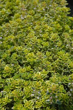 Golden Lemon Thyme (Thymus Citriodorus 'Aurea') - 6 Pack Of Pint Pots -Green Haven Sales thymus citriodorus golden lemon thyme 3