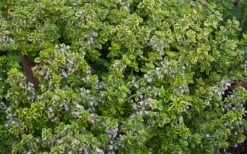 Golden Lemon Thyme (Thymus Citriodorus 'Aurea') - 6 Pack Of Pint Pots -Green Haven Sales thymus citriodorus golden lemon thyme 4