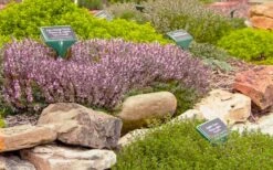 Spicy Orange Thyme - 6 Pack Of Pint Pots -Green Haven Sales thymus citriodorus golden lemon thyme 5