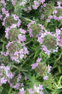 Spicy Orange Thyme - 6 Pack Of Pint Pots -Green Haven Sales thymus spicy orange thyme 11