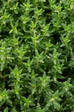 English Thyme (Thymus Vulgaris) - 6 Pack Of Pint Pots -Green Haven Sales thymus vulgaris english thyme 2