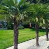 Windmill Cold Hardy Palm Tree - 2 Gallon Pot