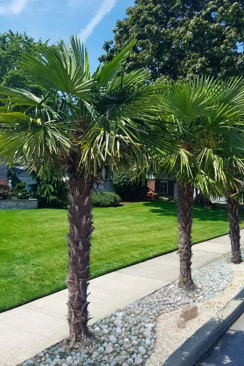 Windmill Cold Hardy Palm Tree - 2 Gallon Pot 1 Windmill Cold Hardy Palm Tree - 2 Gallon Pot