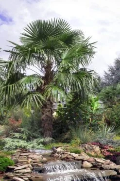 Windmill Cold Hardy Palm Tree - 2 Gallon Pot 11 Windmill Cold Hardy Palm Tree - 2 Gallon Pot -Green Haven Sales trachycarpus fortunei windmill palm 13
