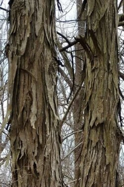 Shagbark Hickory Tree (Carya Ovata) - 3 Gallon Pot -Green Haven Sales tree hickory shagbark 500x750 1