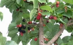 Red Mulberry Tree (Morus Rubra) - 5 Gallon Pot -Green Haven Sales tree red mulberry 2 800x500 1