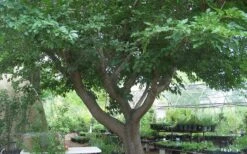 Red Mulberry Tree (Morus Rubra) - 5 Gallon Pot -Green Haven Sales tree red mulberry 3 800x500 1