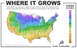 Corinne Clematis - 1 Gallon Pot -Green Haven Sales usda zone map