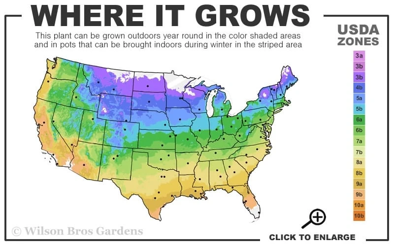 Crystal Fountain Clematis - 1 Gallon Pot 3 Crystal Fountain Clematis - 1 Gallon Pot - Image 3