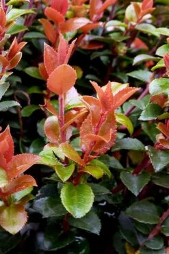 Evergreen Huckleberry (Vaccinium Ovatum) - 1 Gallon Pot -Green Haven Sales vaccinium ovatum evergreen huckleberry 10
