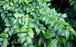 Evergreen Huckleberry (Vaccinium Ovatum) - 1 Gallon Pot -Green Haven Sales vaccinium ovatum evergreen huckleberry 12