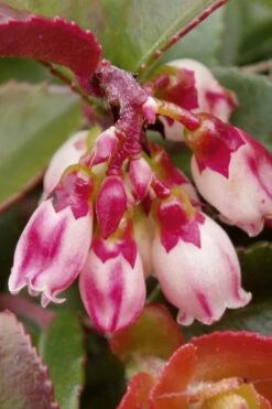 Evergreen Huckleberry (Vaccinium Ovatum) - 1 Gallon Pot -Green Haven Sales vaccinium ovatum evergreen huckleberry 4