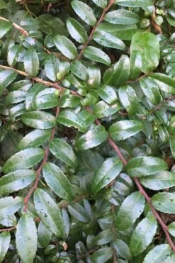 Evergreen Huckleberry (Vaccinium Ovatum) - 1 Gallon Pot -Green Haven Sales vaccinium ovatum evergreen huckleberry 7