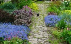 Georgia Blue Veronica Umbrosa - 6 Pack Of 1 Gallon Pots -Green Haven Sales veronica peduncularis georgia blue speedwell 1