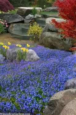 Georgia Blue Veronica Umbrosa - 6 Pack Of 1 Gallon Pots