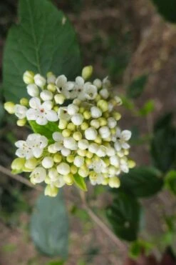 Nantucket Fragrant Snowball Viburnum - 3 Gallon Pot 11 Nantucket Fragrant Snowball Viburnum - 3 Gallon Pot -Green Haven Sales viburnum nantucket 3