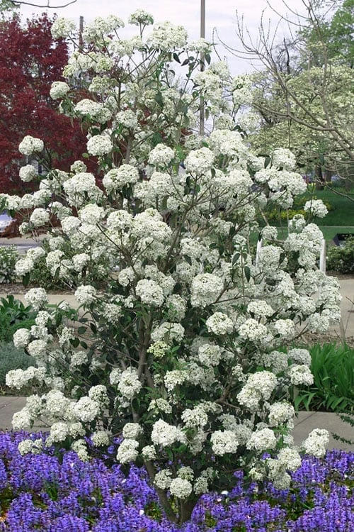 Nantucket Fragrant Snowball Viburnum - 3 Gallon Pot 4 Nantucket Fragrant Snowball Viburnum - 3 Gallon Pot - Image 4