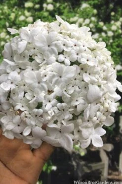 Nantucket Fragrant Snowball Viburnum - 3 Gallon Pot
